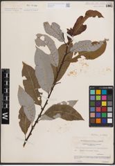 Foto von Salix discolor Muhl.